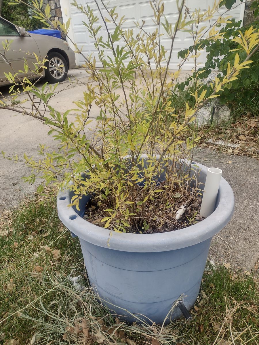 Goji Berry Plants in Planter