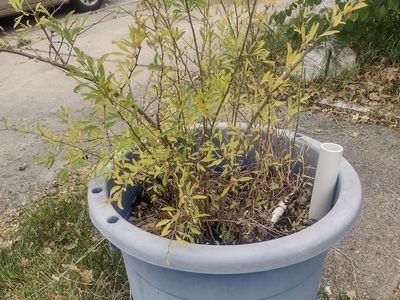 Goji Berry Plants in Planter