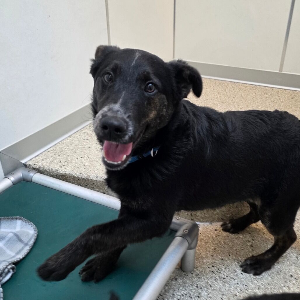 Hello my name is Goofy