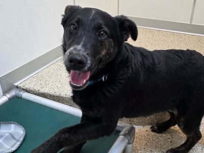 Hello my name is Goofy