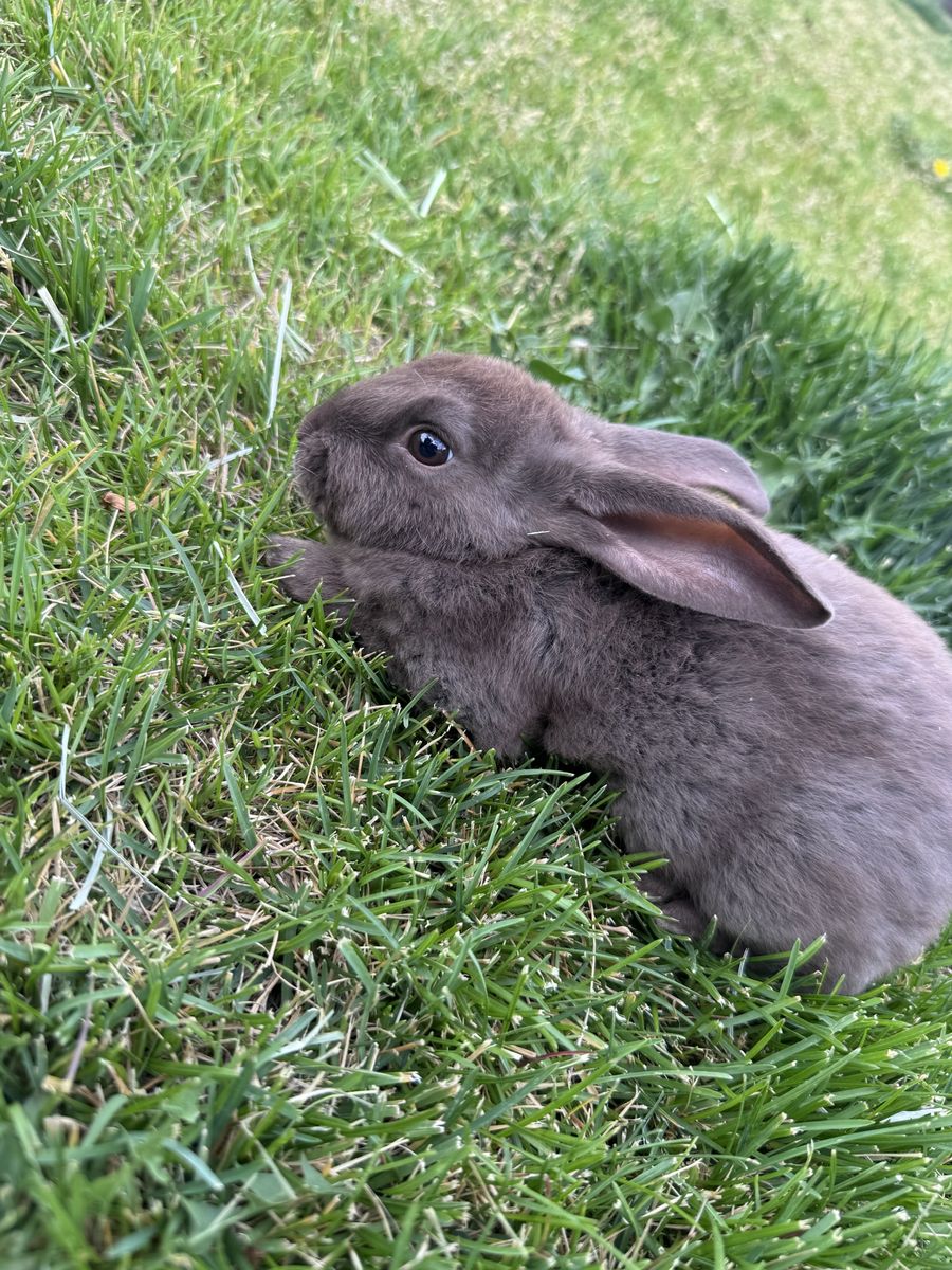 Baby Rabbits For Sale