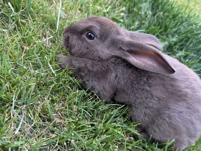 Baby Rabbits For Sale