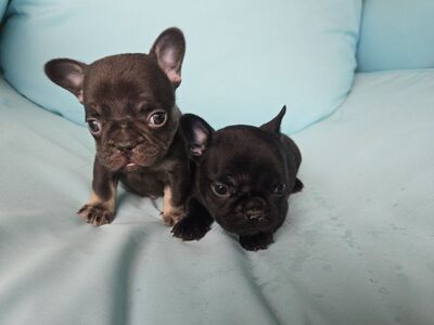 AKC French Bulldogs