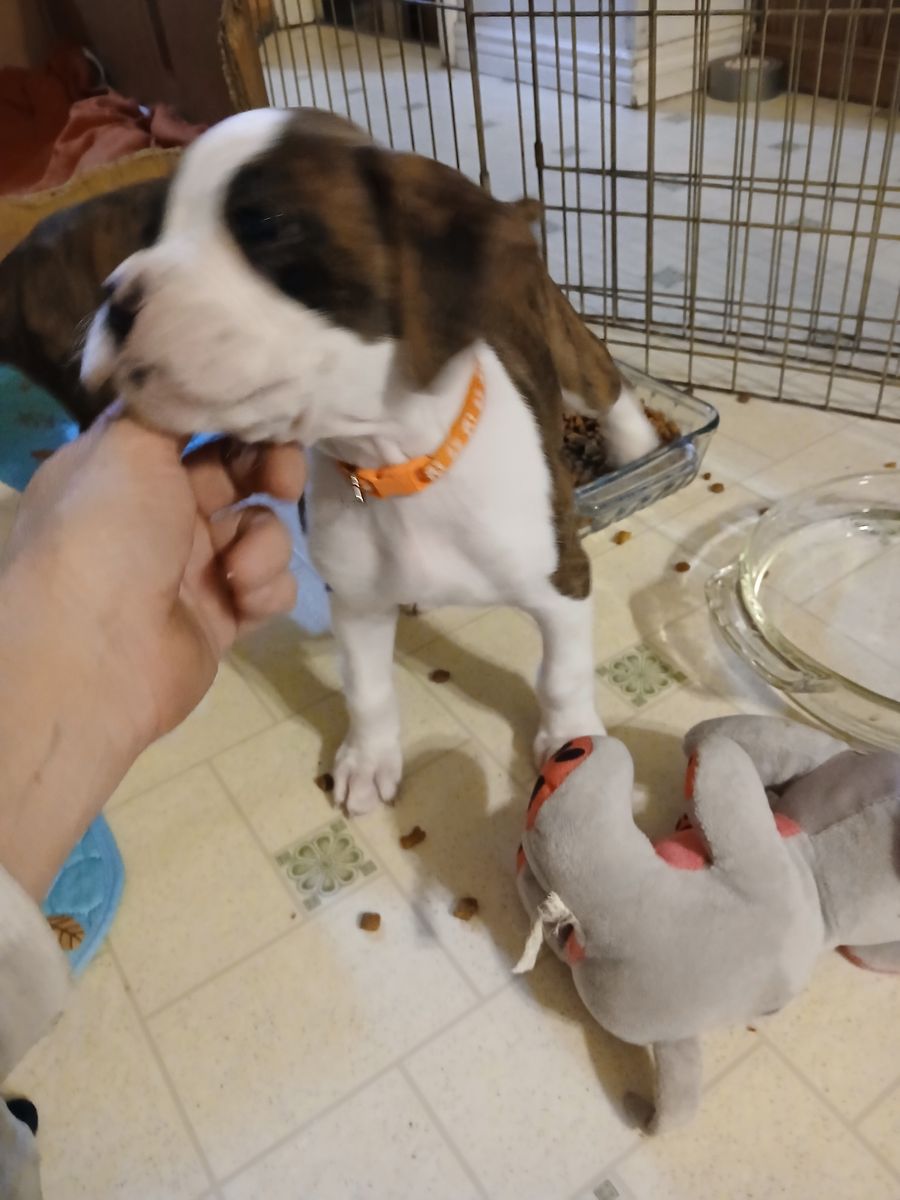 Boxer puppy