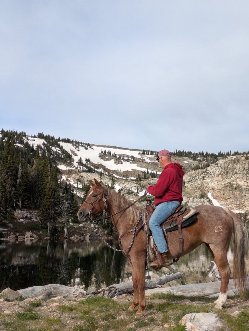 Bullet proof, Registered Red Roan mare