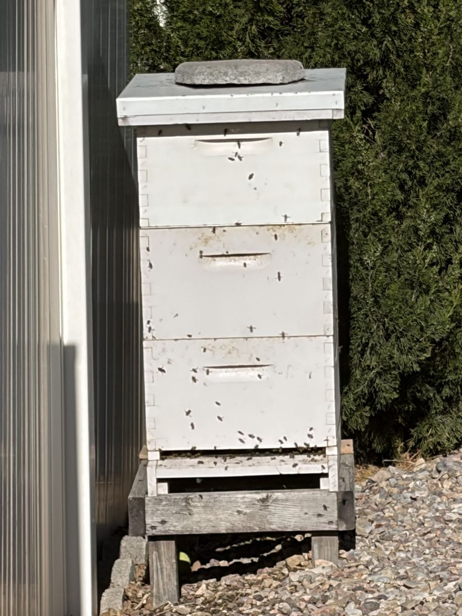 2 Full Over Wintered Bee hives