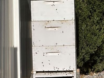 2 Full Over Wintered Bee hives