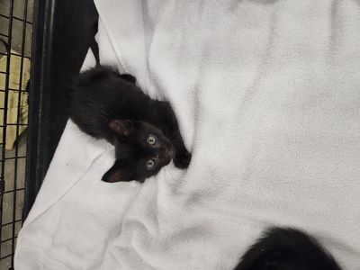 Free Kittens to rehome