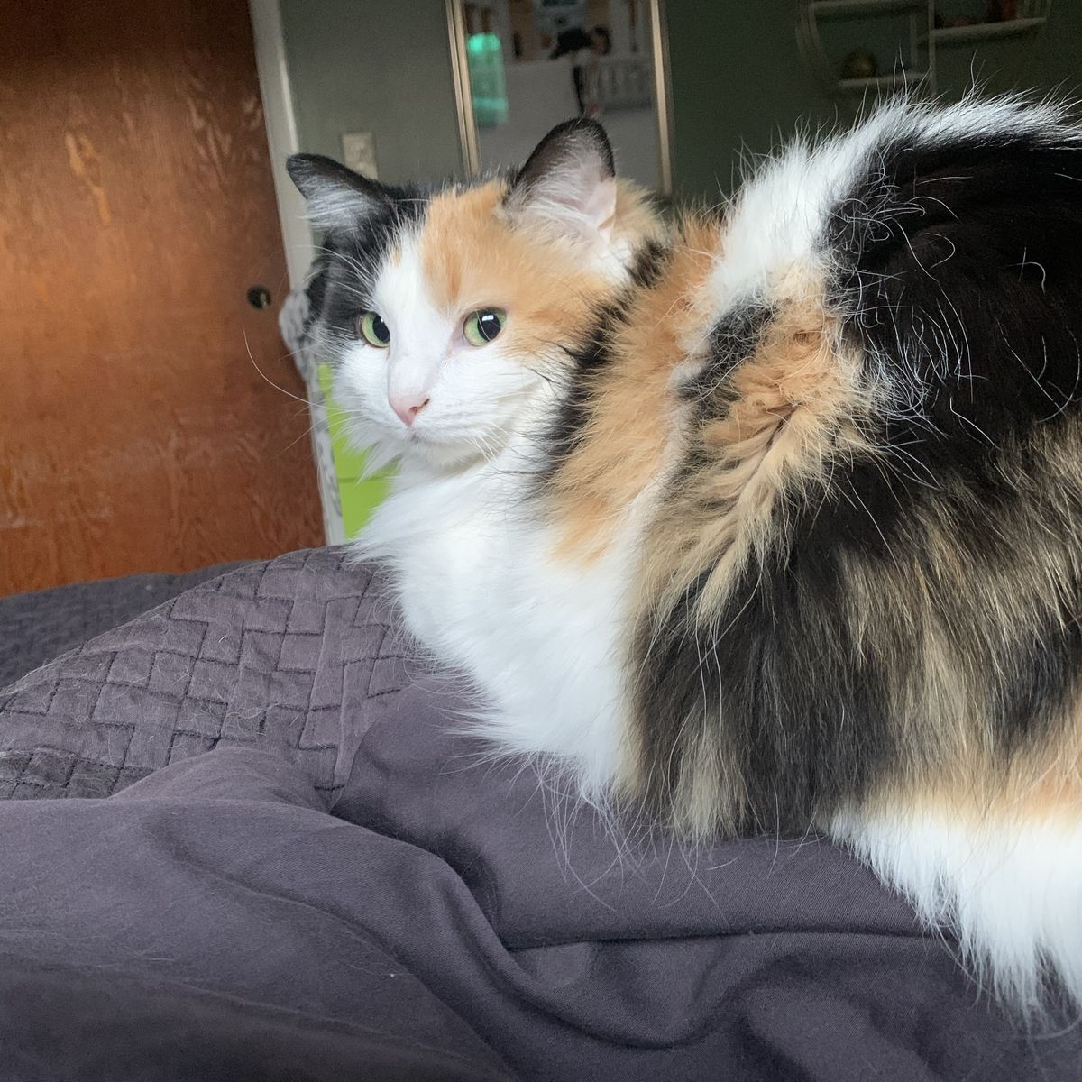 Cat Free To Good Home