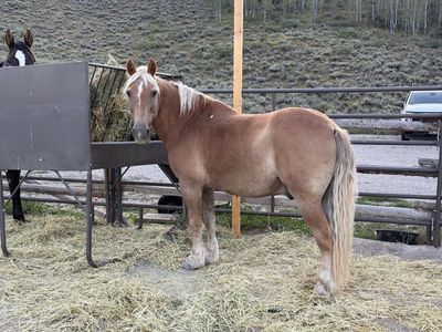 Palomino Gelding