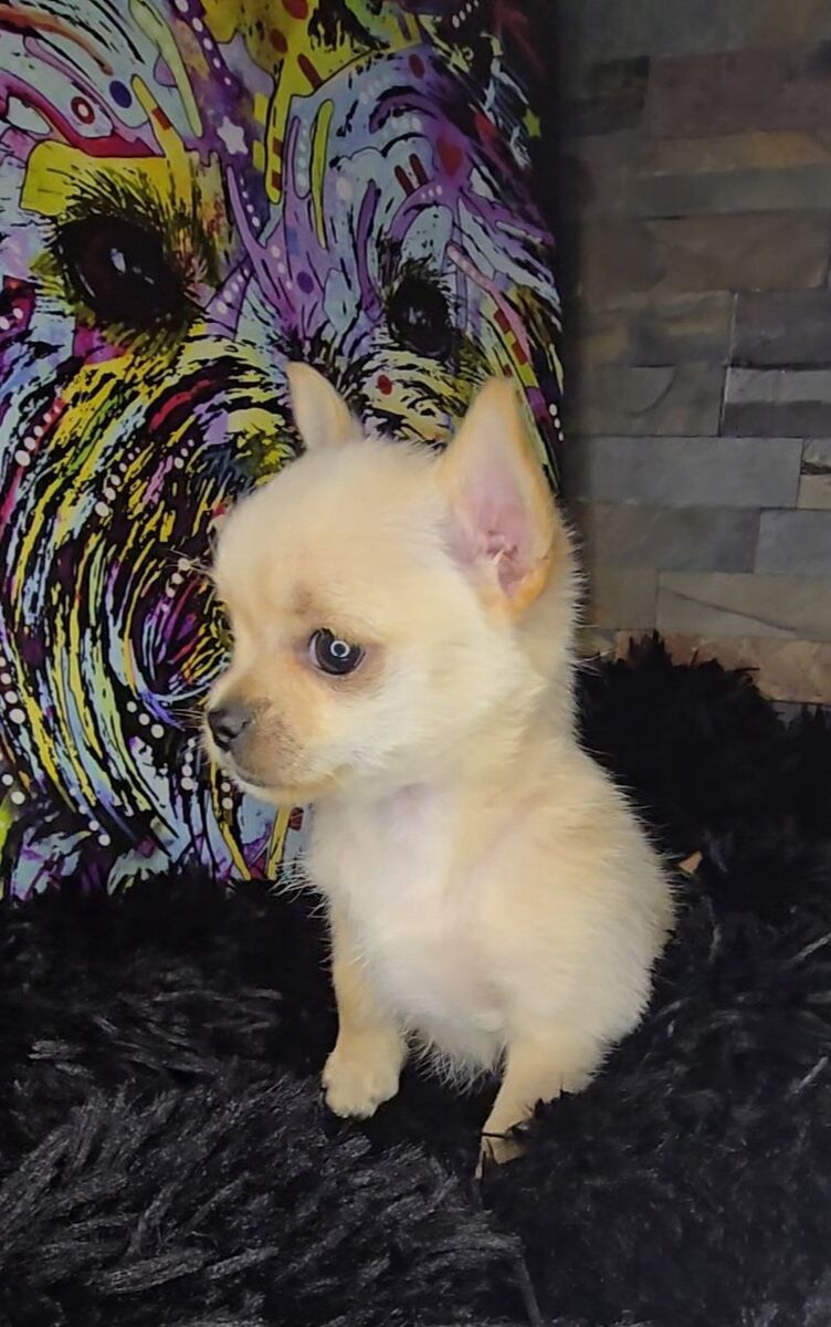 Rare Cream Chorkie Female