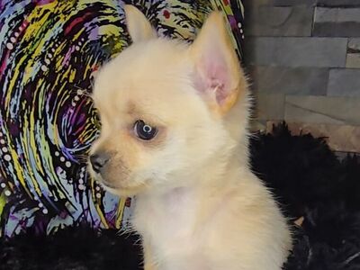 Rare Cream Chorkie Female