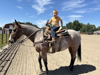 Ash - 2018 APHA Mare, rope/ranch horse, excellent with kids.