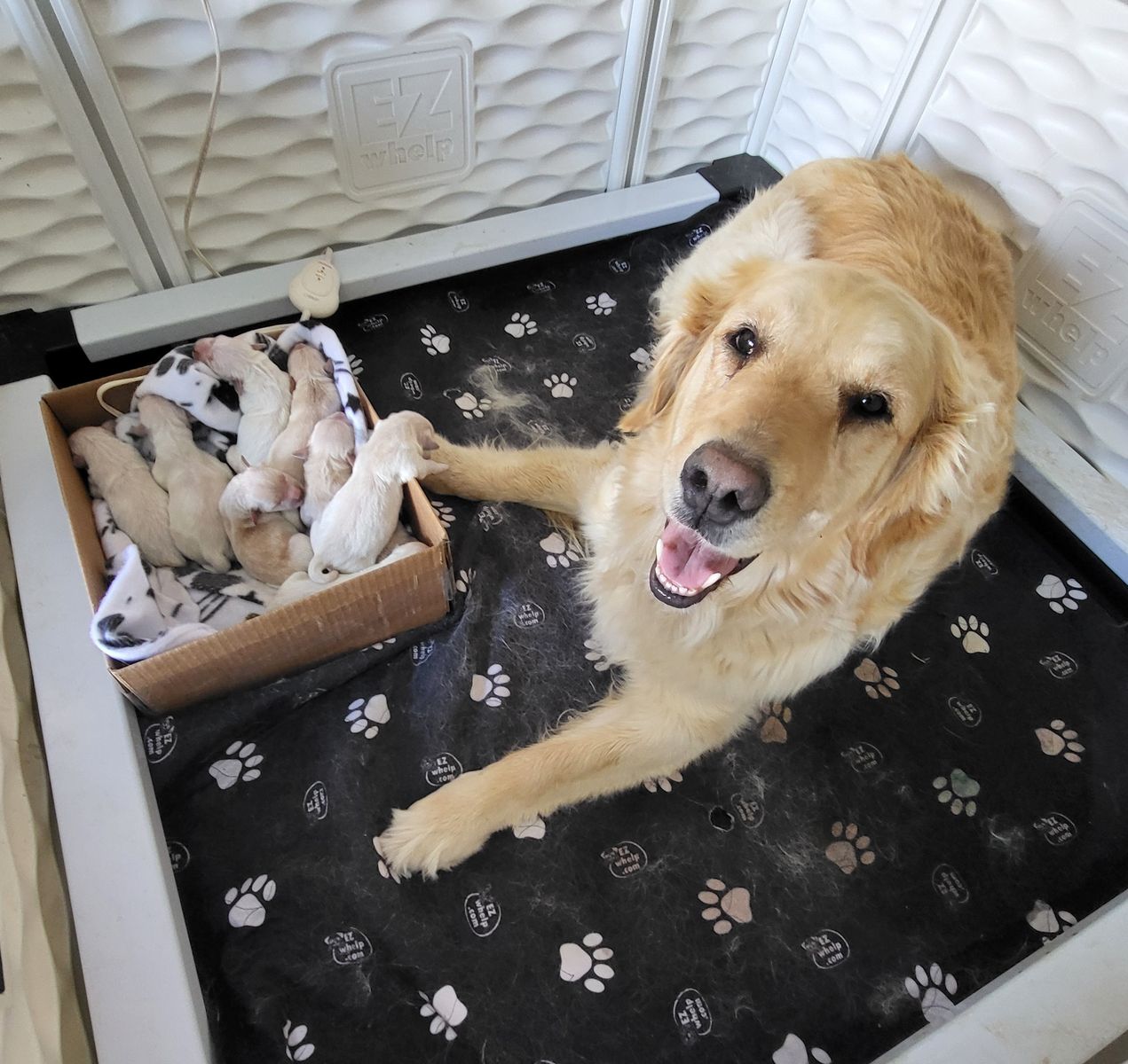 AKC Golden/English Cream Mix Retriever Puppies Ready In June!