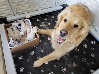 AKC Golden/English Cream Mix Retriever Puppies Ready In June!