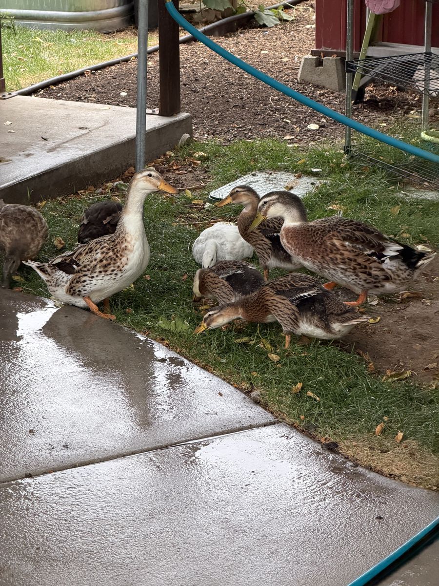 Silver appleyard ducks
