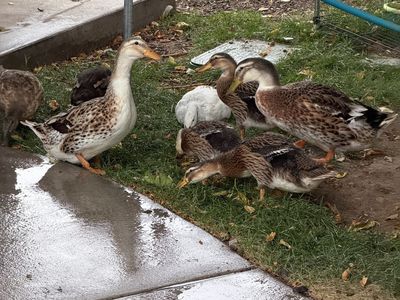 Silver appleyard ducks