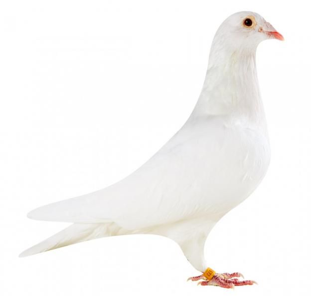 White Dove Homing Pigeons