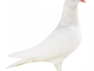 White Dove Homing Pigeons