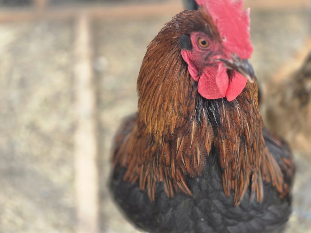 Breeding Chickens. Black copper marans