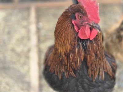 Breeding Chickens. Black copper marans