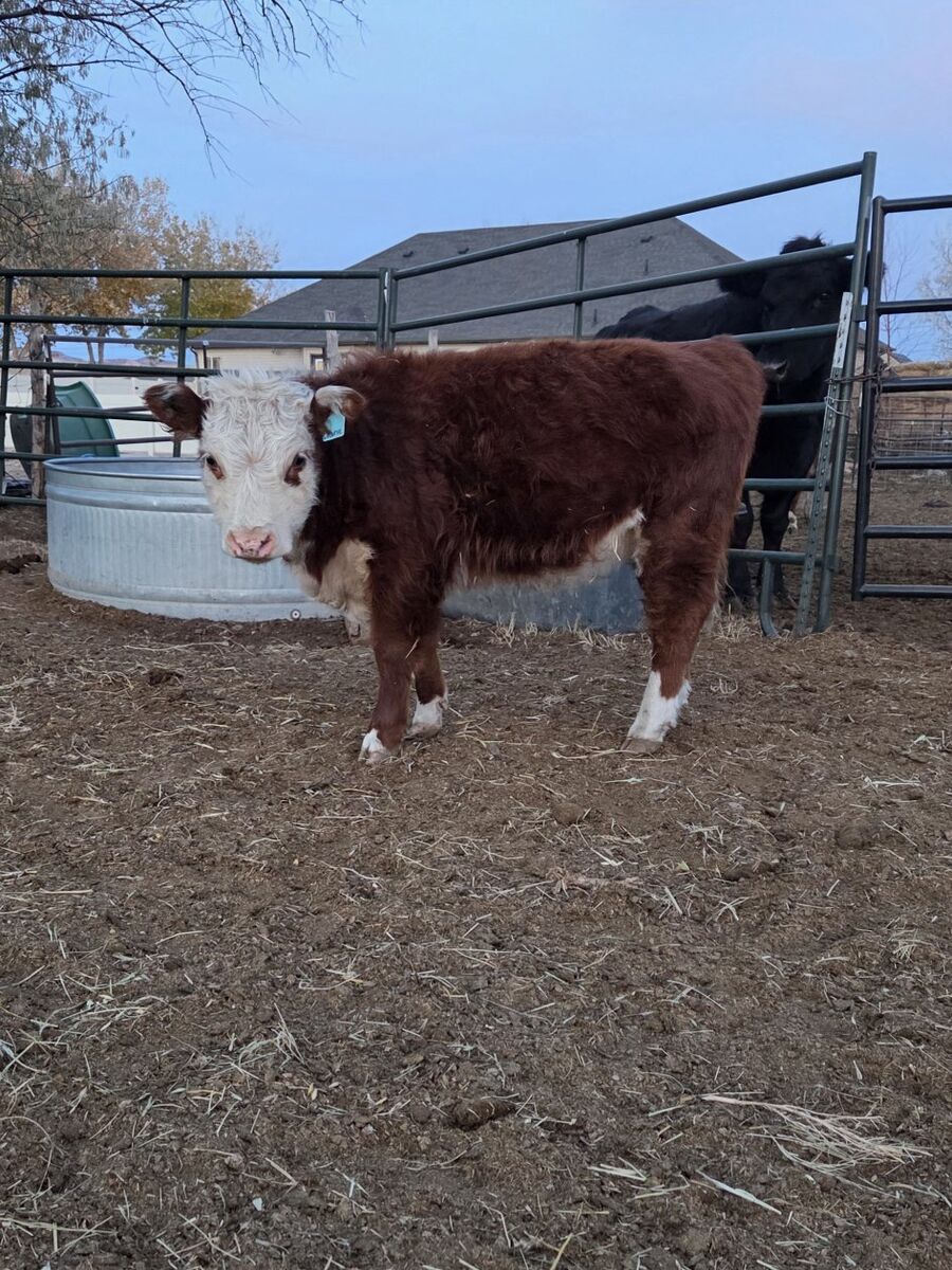 Registered Mini Hereford Heifers