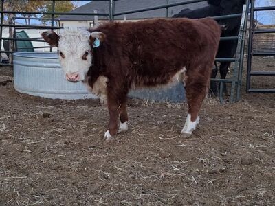 Registered Mini Hereford Heifers