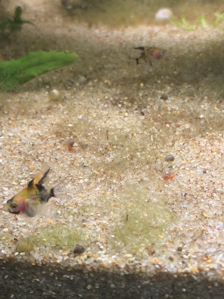 TWO BABY ANGLEFISH REHOME