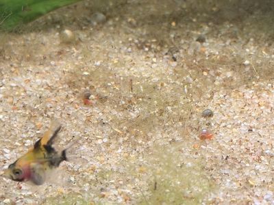 TWO BABY ANGLEFISH REHOME