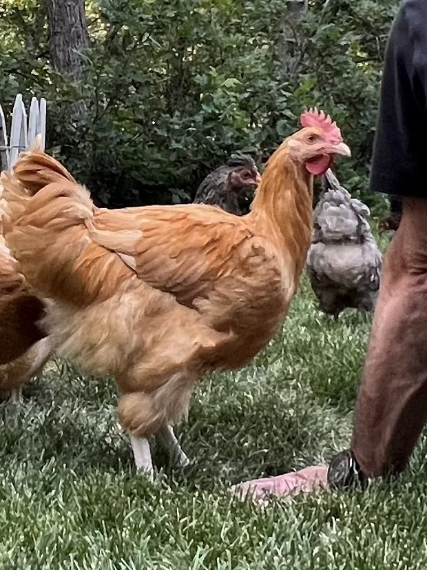 FREE Friendly Buff Orpington Rooster - Healthy 3 Month old