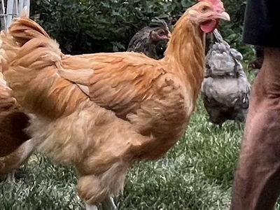 FREE Friendly Buff Orpington Rooster - Healthy 3 Month old