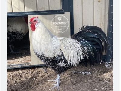Rooster Silver Deathlayer
