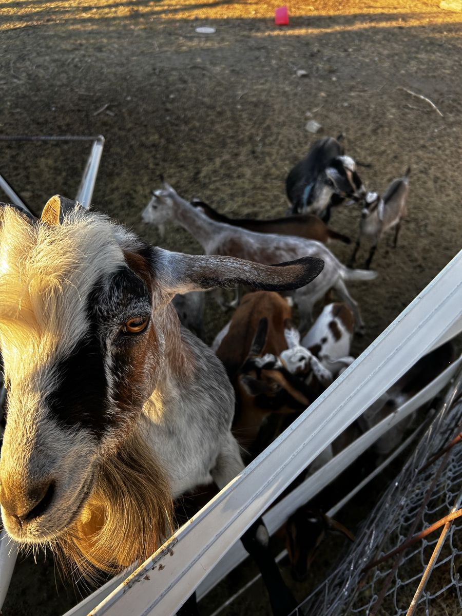 Healthy Herd of Dairy and Meat Goats Available