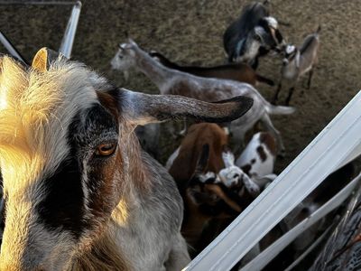 Healthy Herd of Dairy and Meat Goats Available