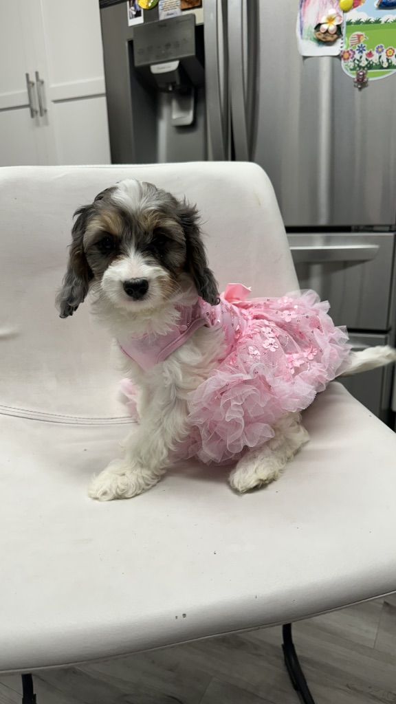 CKC REGISTERED CAVAPOO F1puppies