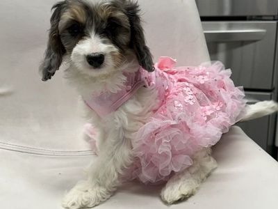 CKC REGISTERED CAVAPOO F1puppies