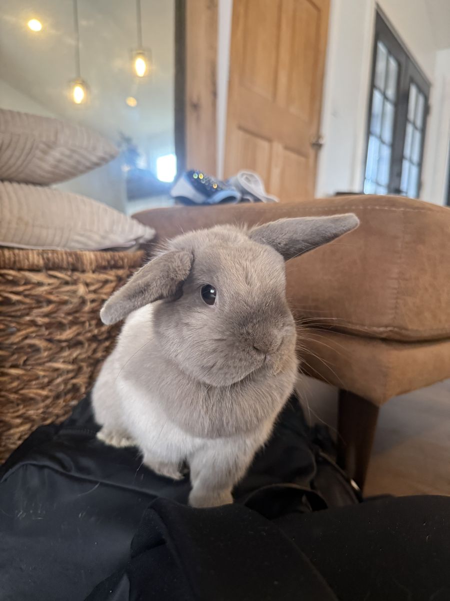 Sweet bunny 1 year old