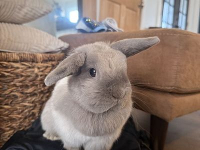 Sweet bunny 1 year old