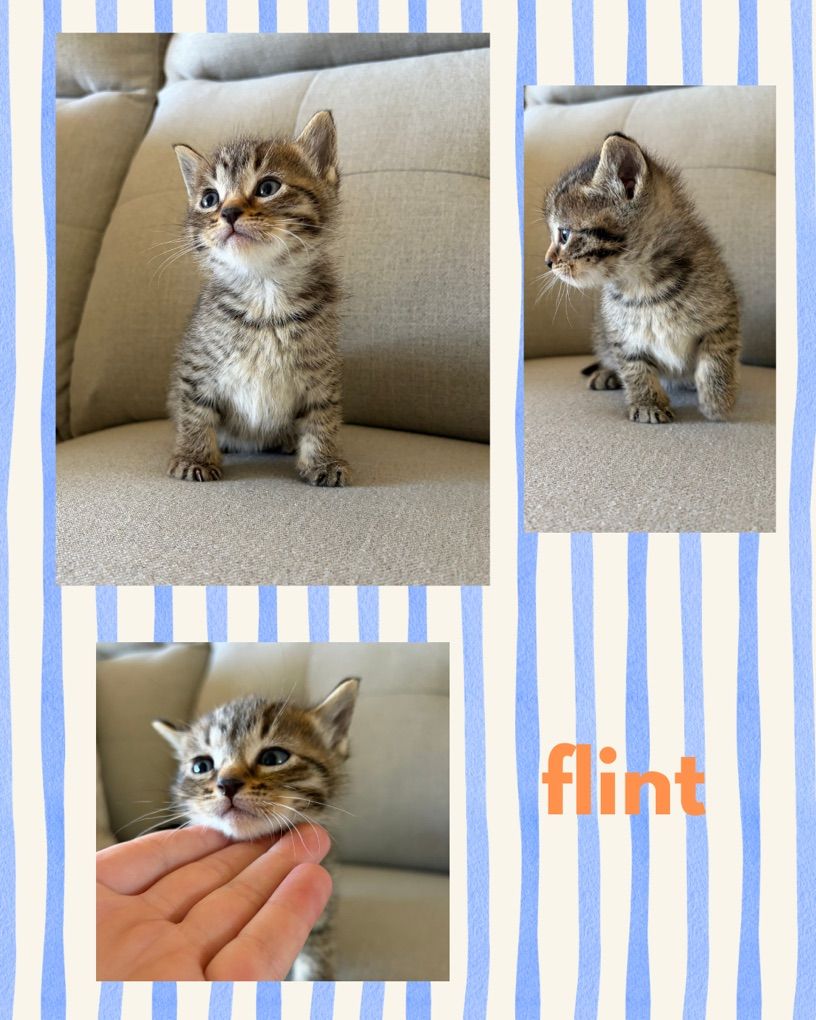 Kittens