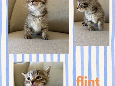 Kittens