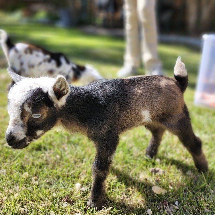 Beautiful Registerd Nigerian Dwarf Bucklings
