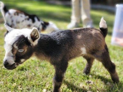 Beautiful Registerd Nigerian Dwarf Bucklings