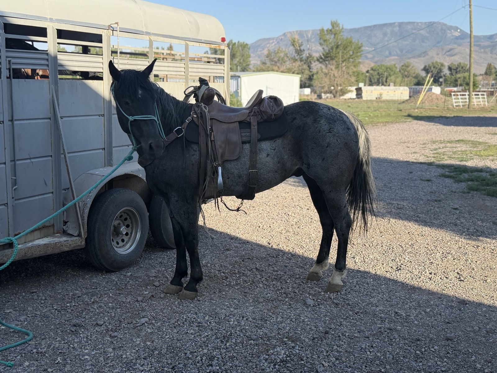 5 year old shining spark registered blue roan gelding