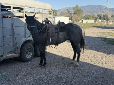 5 year old shining spark registered blue roan gelding