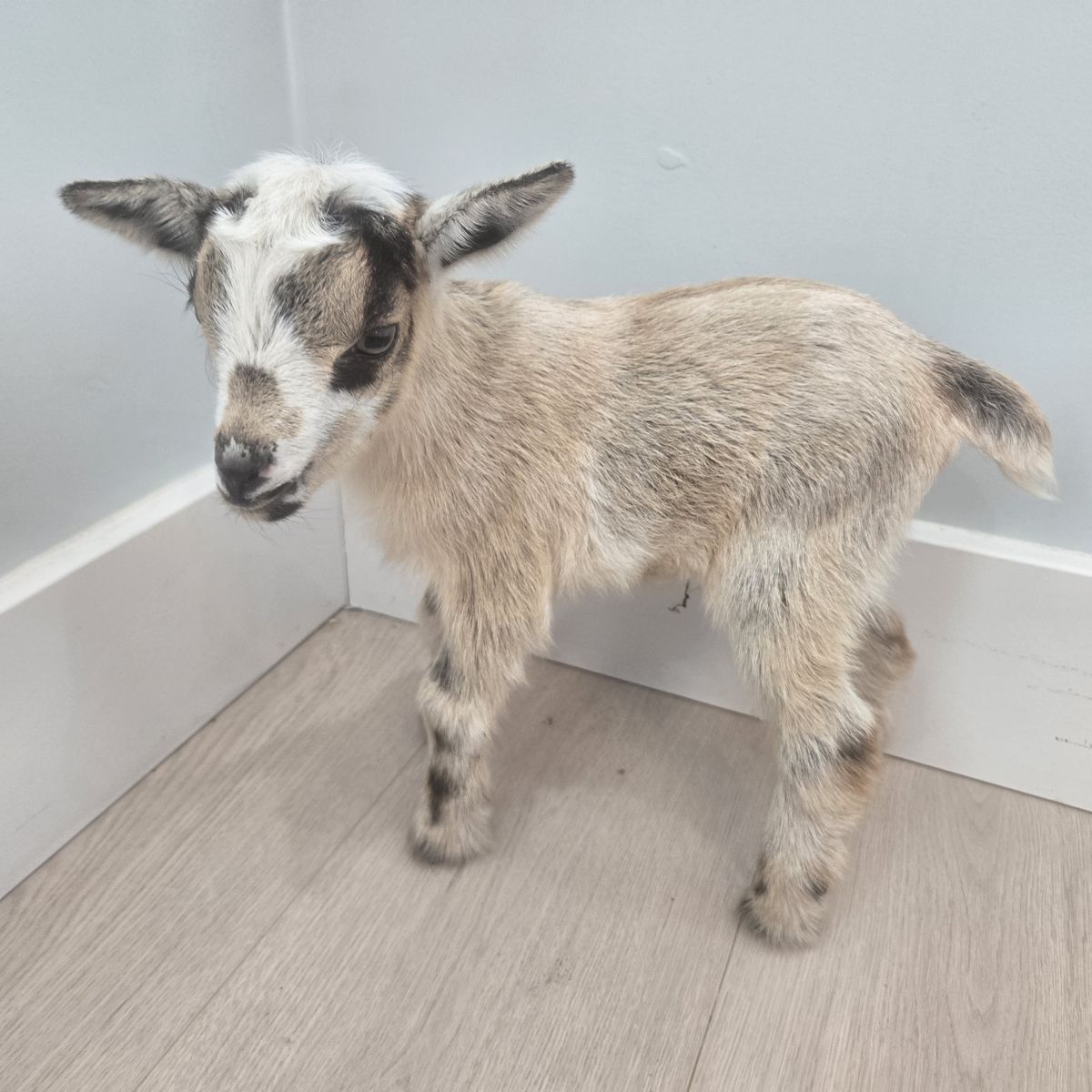Nigerian Dwarf Goat Buckling – Ready July 28th