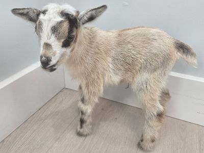 Nigerian Dwarf Goat Buckling – Ready July 28th