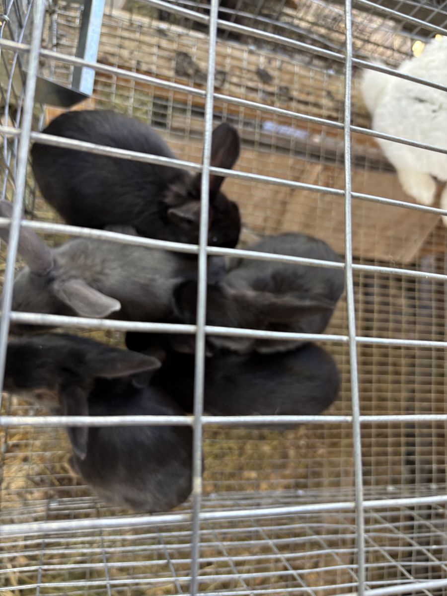 Rabbits for Sale