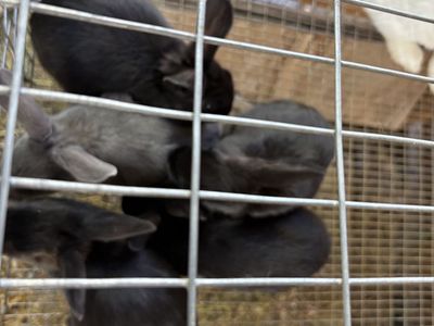 Rabbits for Sale