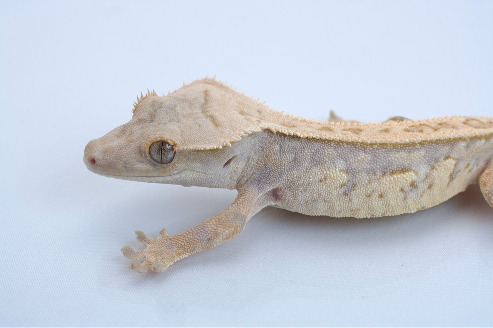 Young Crested Gecko