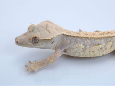 Young Crested Gecko